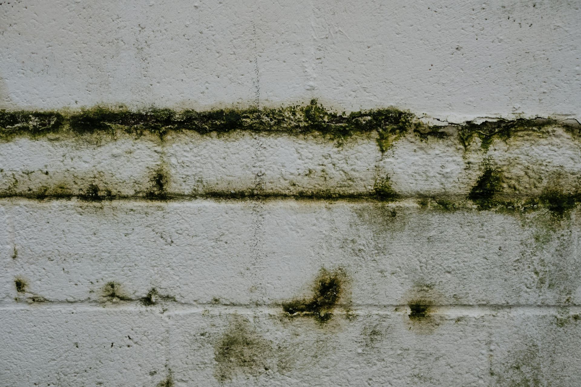 Preventing Mold in SA Homes: Moisture Control Guide